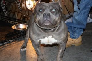 brahma bully dog breed