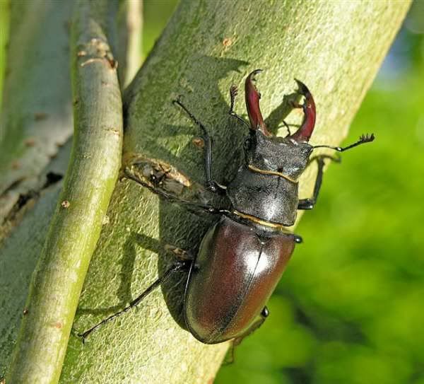 stag beetle