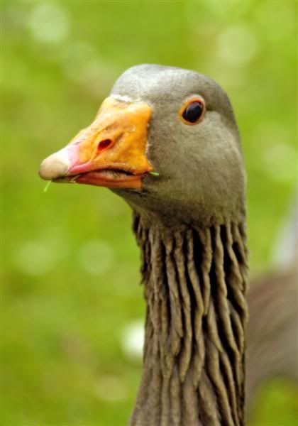 goose