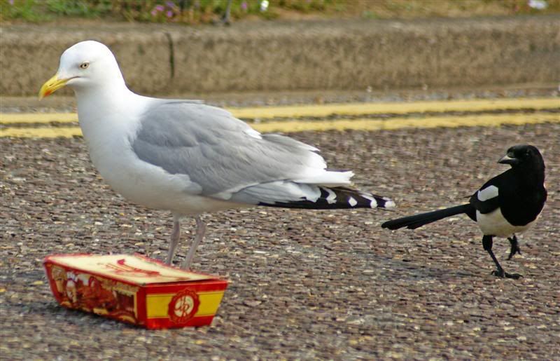 GULL AND MAGPIE