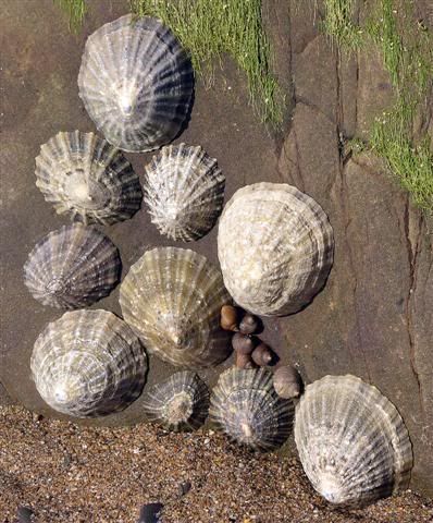 shells