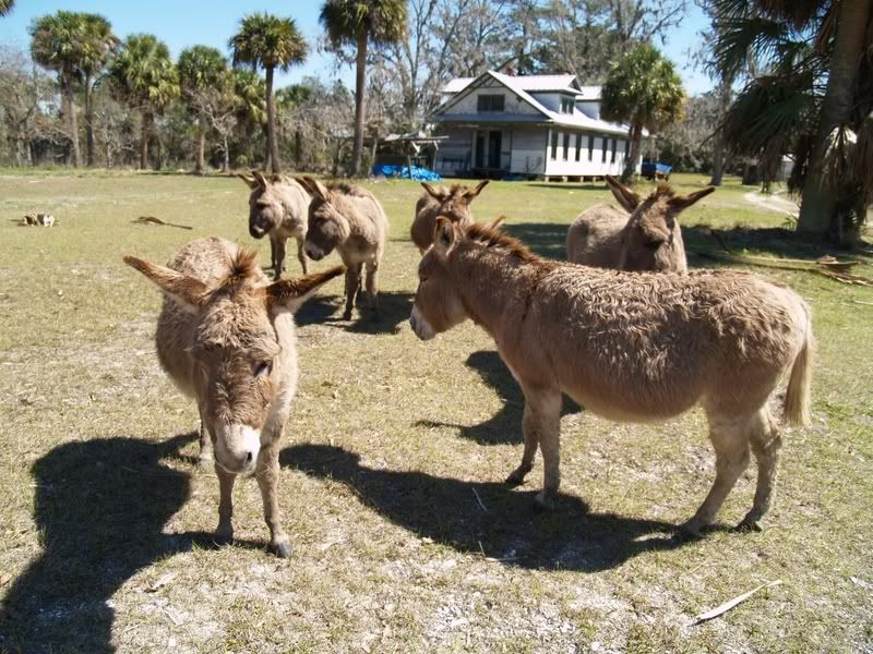 ossabaw-donkeys-blog.jpg