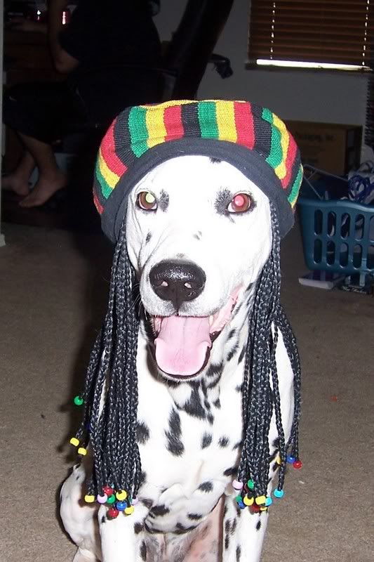 RastaFred.jpg Fred the Dog Rasta style image by klmorris23