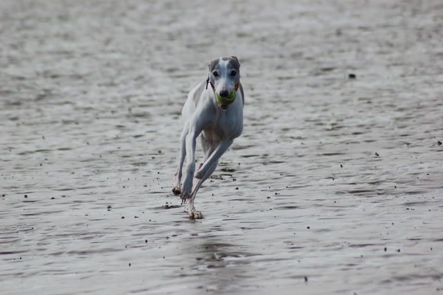Picture165-1.jpg