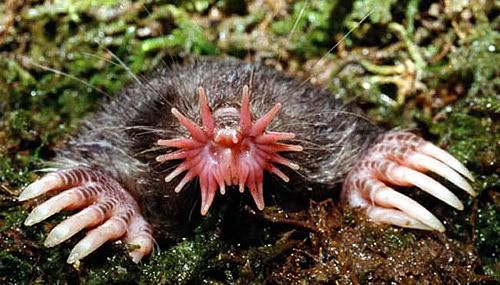 ugly animals pictures. Weird/ugly animals