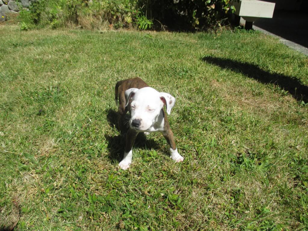 IMG_0102_zps16e5704e.jpg~original