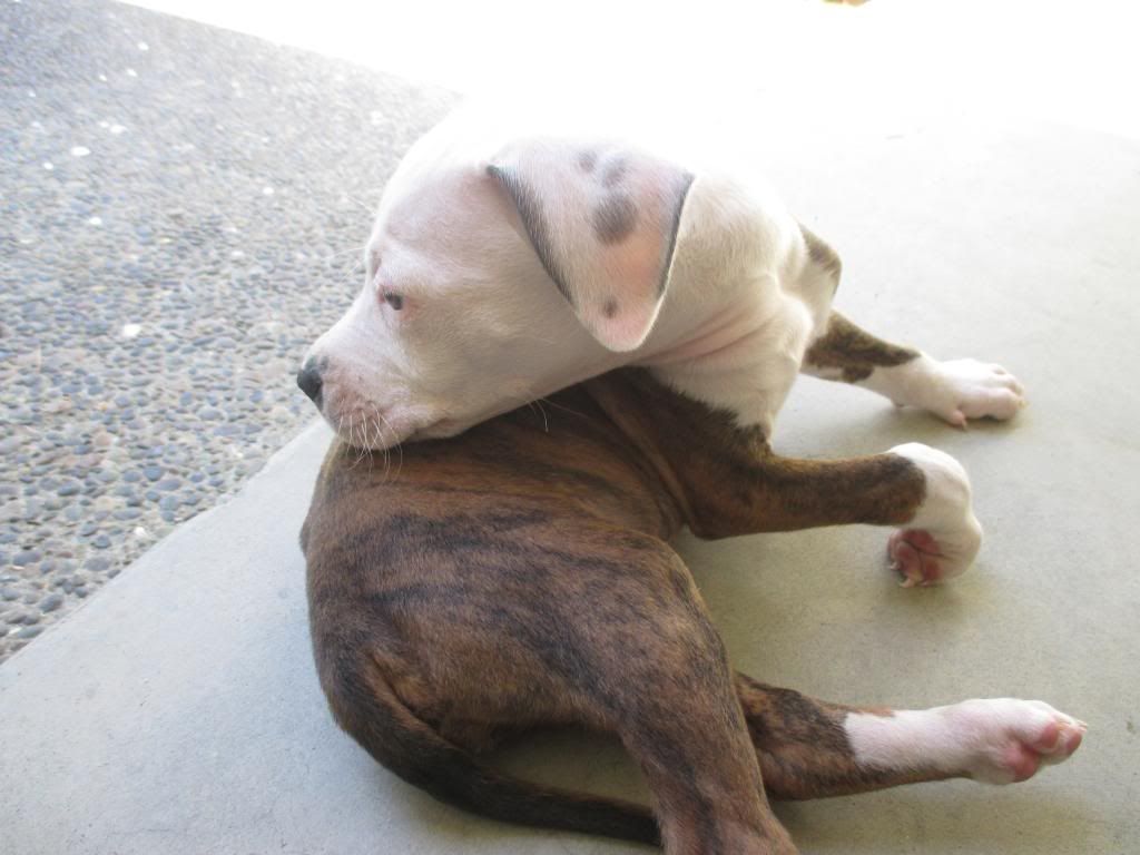 IMG_0118_zpsb49daec1.jpg~original