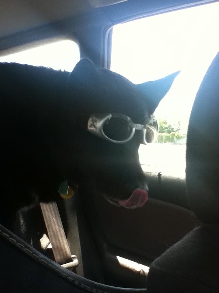 kodidoggles_zps30290705.jpg~original