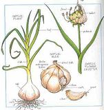 th_garlic.jpg