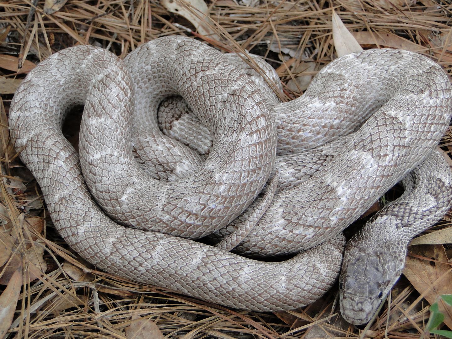 Our Gray Rat Snake Project - Faunaclassifieds