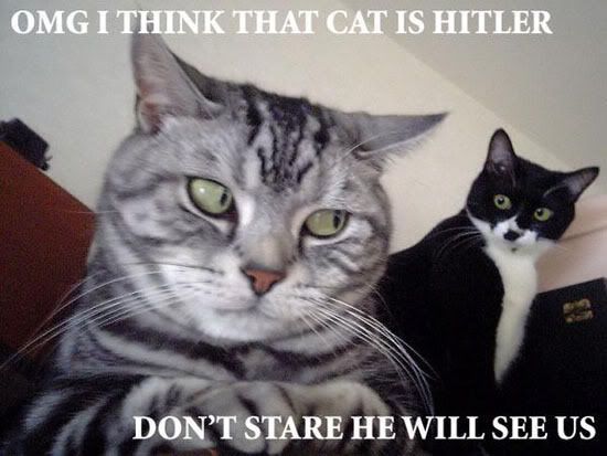 Hitler Cat Pictures, Images and Photos