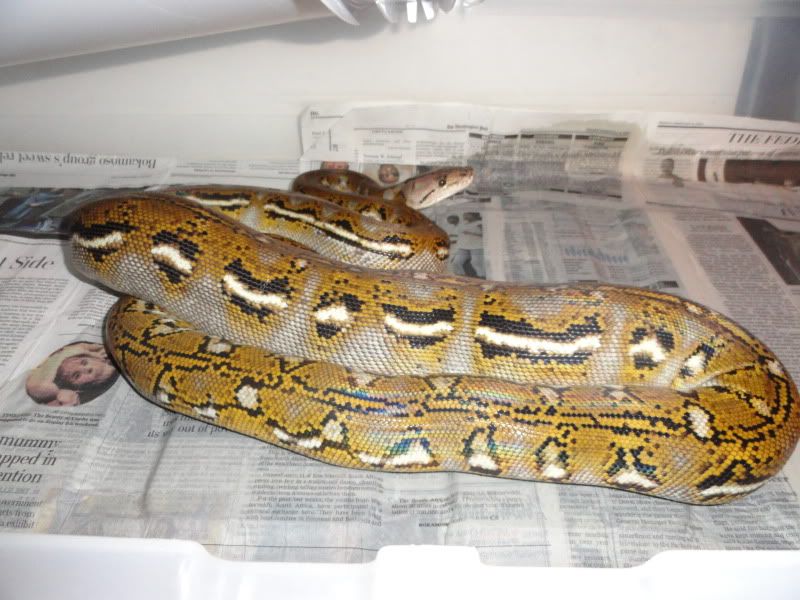 snakes321.jpg