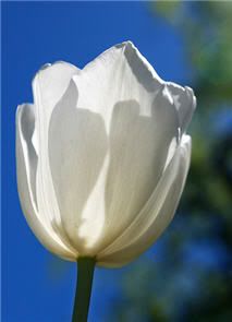 white-tulip.jpg