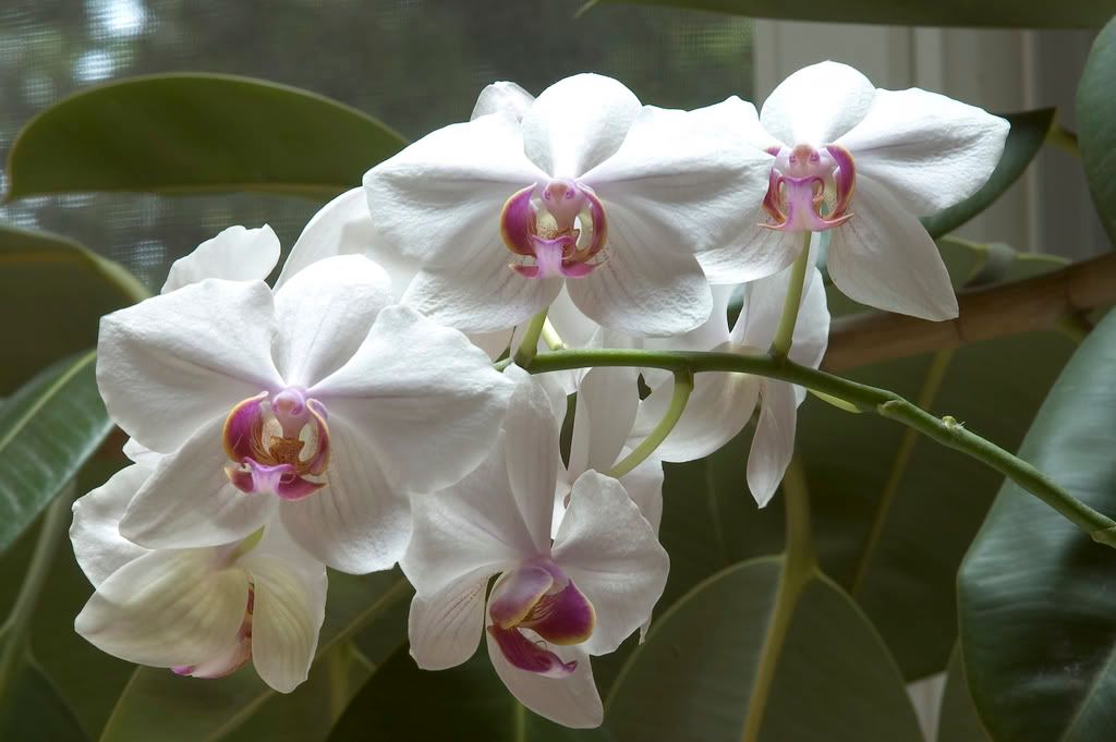 orchid wallpaper. Orchid Wallpaper Image