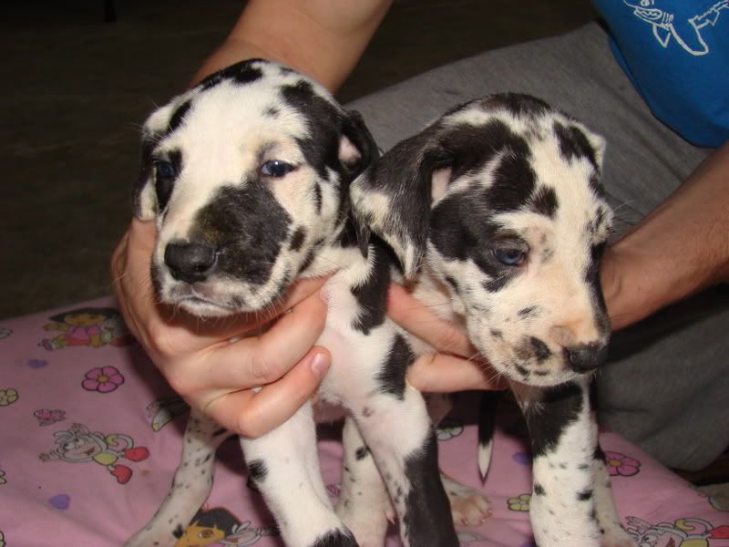 Harlequin Puppies