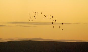 Birds on Aran.