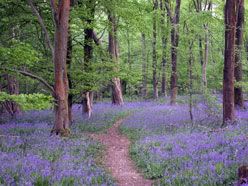 Itchen Woods in May.