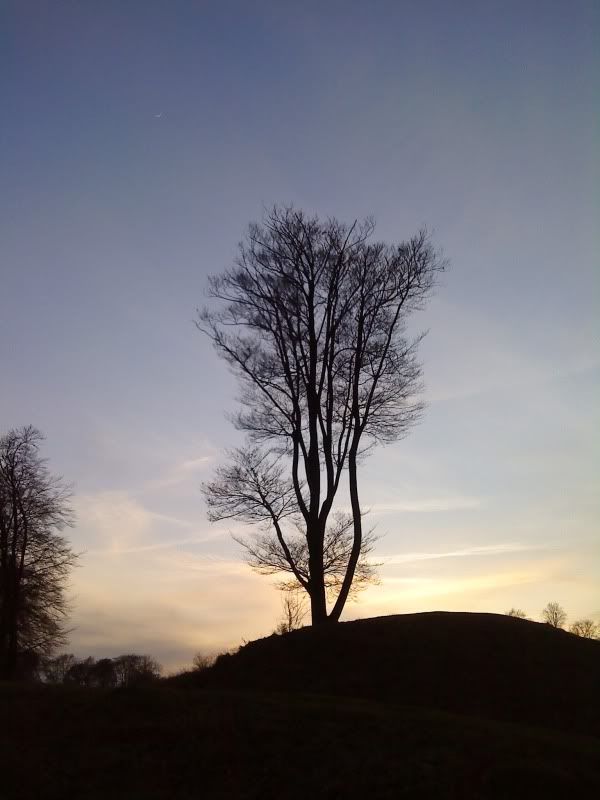 Tree at Danebury
