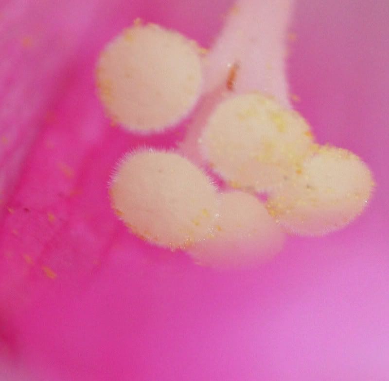 IMAGE: http://i145.photobucket.com/albums/r213/joanfstel/IMG_2463pinkflowerinnards2.jpg