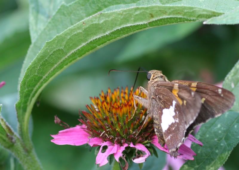 IMAGE: http://i145.photobucket.com/albums/r213/joanfstel/IMG_2468coneflowerwithbutterfly.jpg