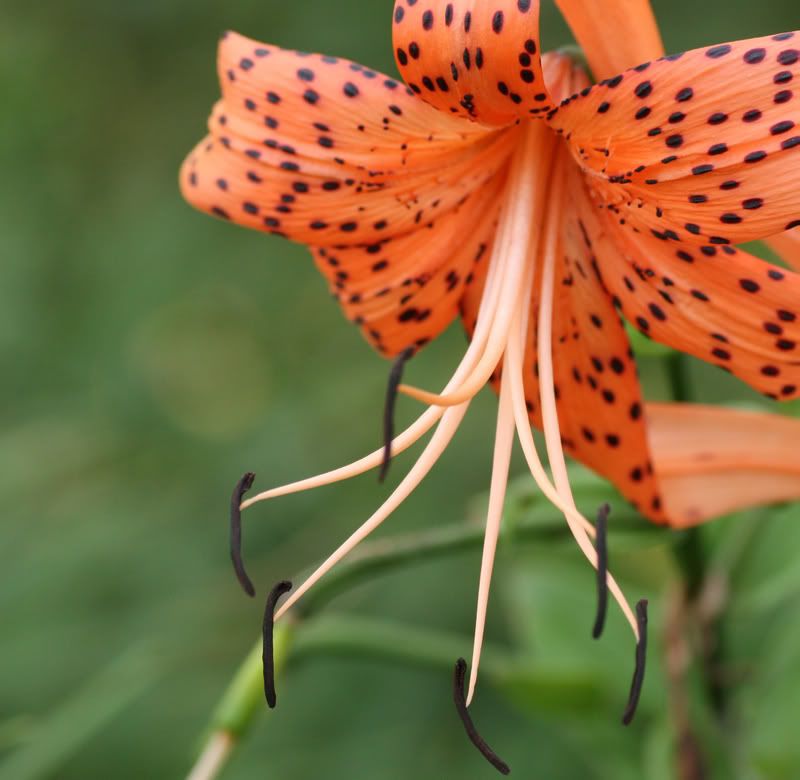 IMAGE: http://i145.photobucket.com/albums/r213/joanfstel/IMG_2474tigerlily.jpg