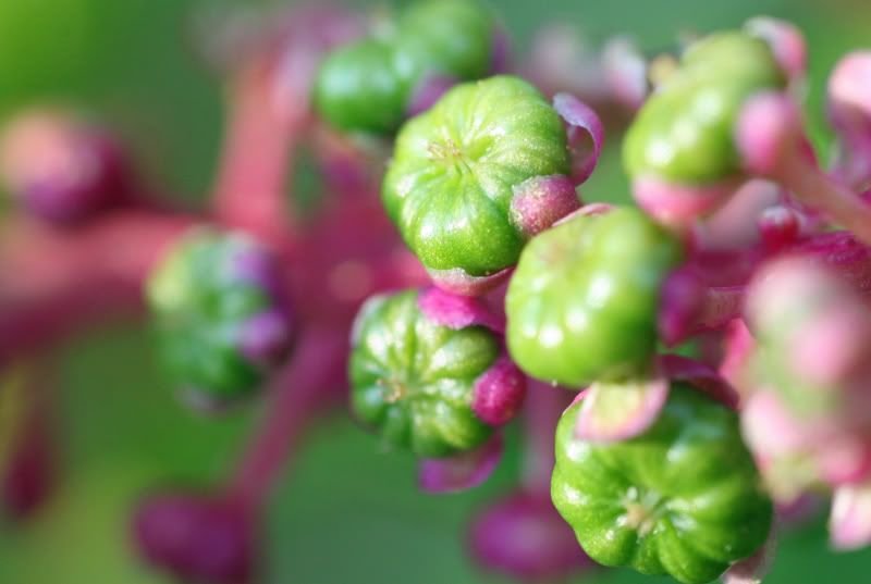 IMAGE: http://i145.photobucket.com/albums/r213/joanfstel/IMG_2477littlepurplegreenthingys.jpg