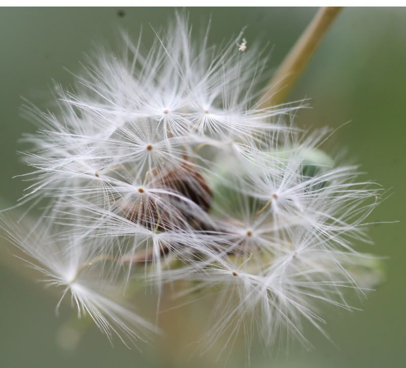 IMAGE: http://i145.photobucket.com/albums/r213/joanfstel/IMG_2481dandelionpuff.jpg