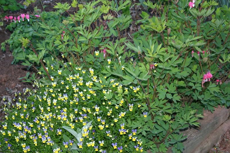 IMAGE: http://i145.photobucket.com/albums/r213/joanfstel/IMG_2631.jpg