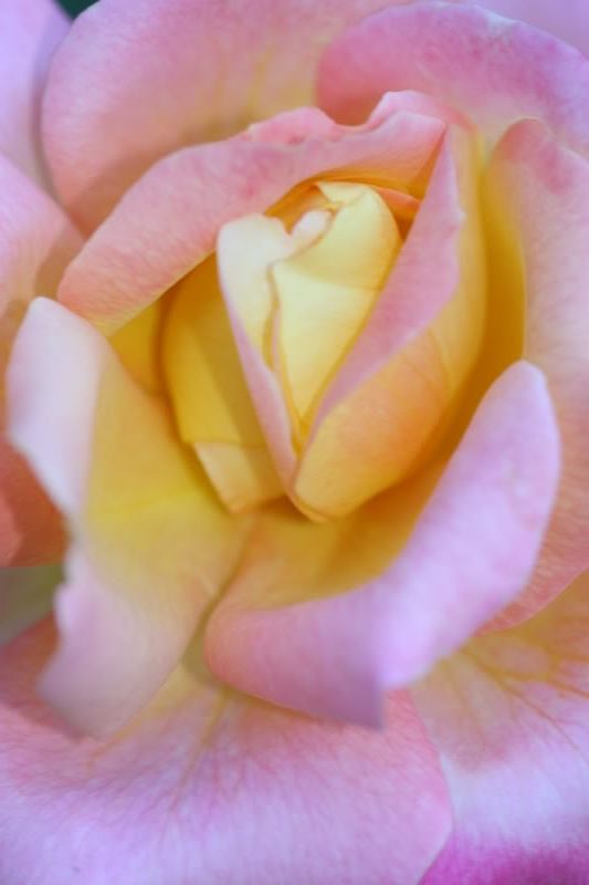 IMAGE: http://i145.photobucket.com/albums/r213/joanfstel/IMG_3544.jpg