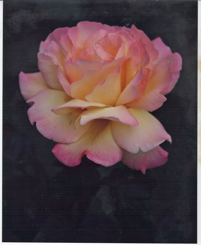 IMAGE: http://i145.photobucket.com/albums/r213/joanfstel/PeaceRose.jpg