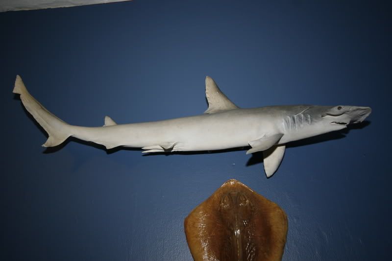 IMAGE: http://i145.photobucket.com/albums/r213/joanfstel/_MG_2315.jpg