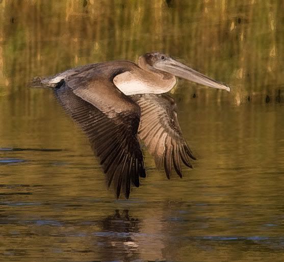 IMAGE: http://i145.photobucket.com/albums/r213/joanfstel/b_a_04after.jpg