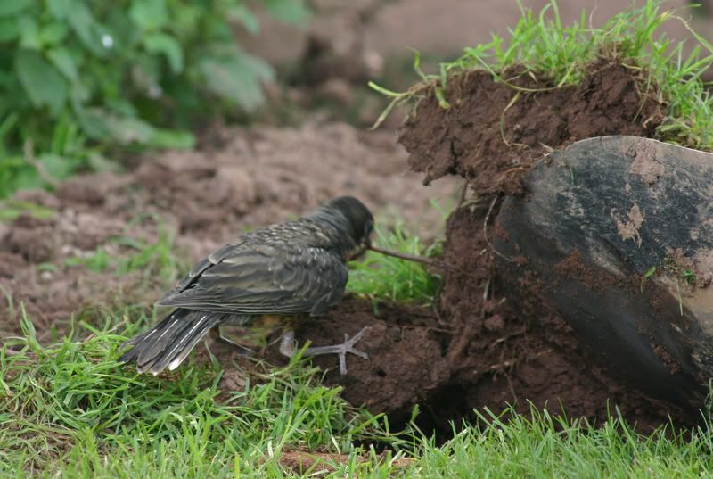 IMAGE: http://i145.photobucket.com/albums/r213/joanfstel/robin4.jpg