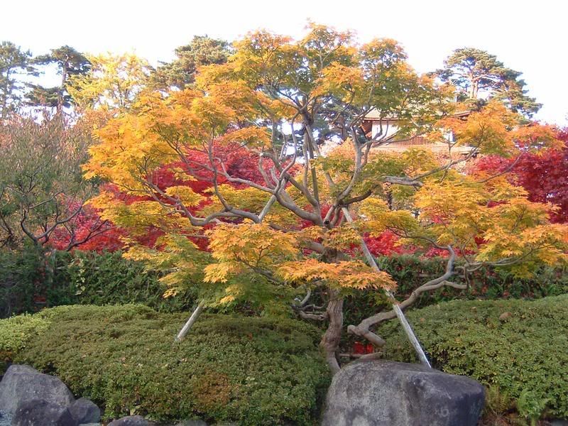 At the botanical garden, Hirosaki, Aomori-ken