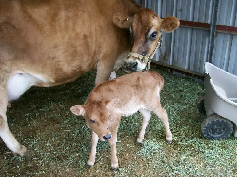 Lookie what we got!!! :D - Cattle