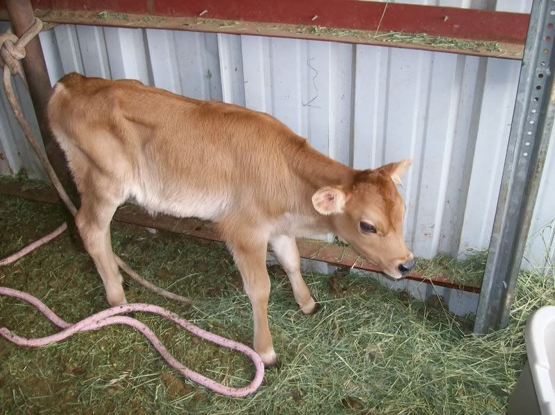 Lookie what we got!!! :D - Cattle