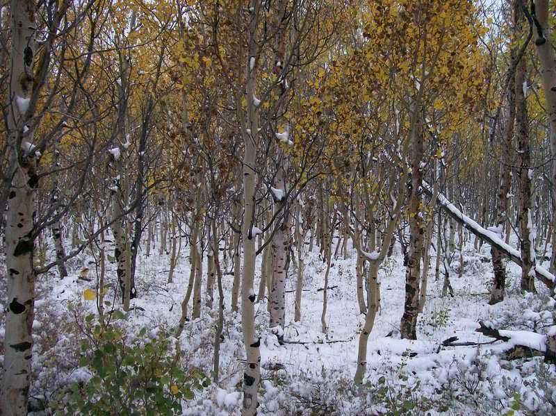 Fall, how long before it gets here? - Homesteading Questions