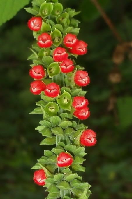 Click here to see a large version