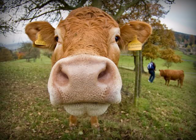 cow_Grenvernderung.jpg
