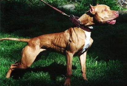Pitbull With Steroids