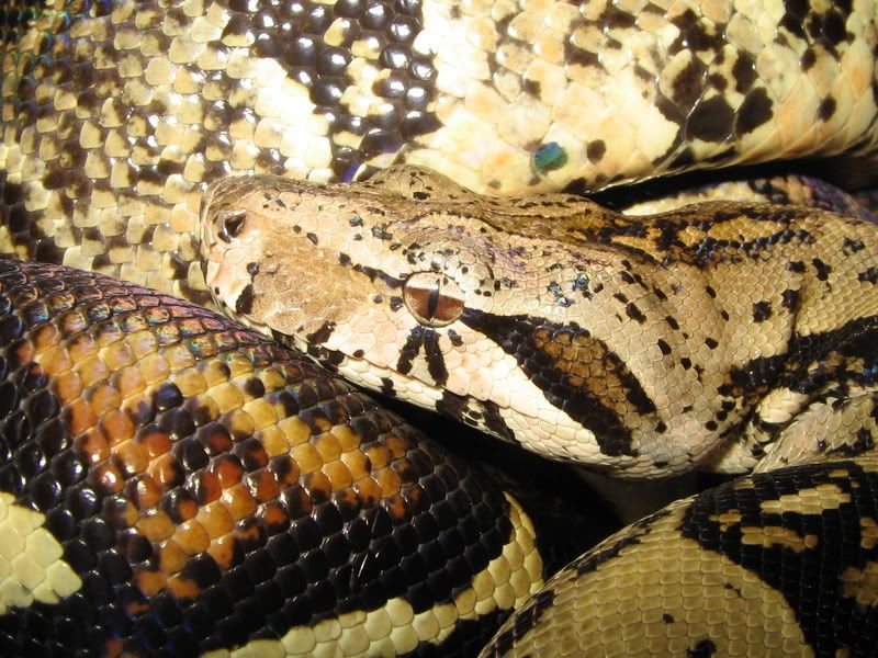 Mexican Dwarf Boa