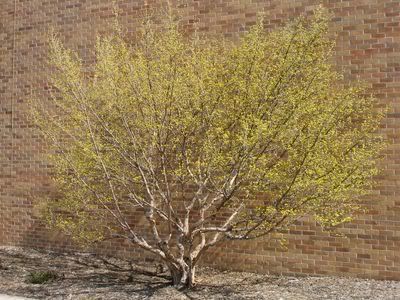 Dogwood+tree+berries+edible