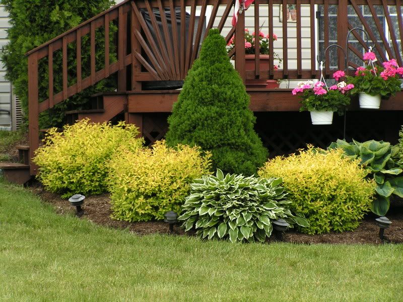 Foundation Shrubs