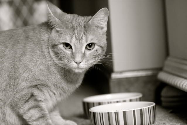 IMAGE: http://i145.photobucket.com/albums/r221/ecotton22/Cats/IMG_0136_2.jpg