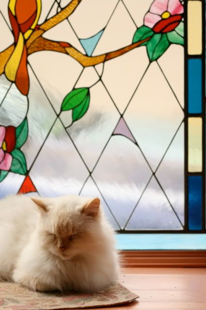 IMAGE: http://i145.photobucket.com/albums/r221/ecotton22/Cats/IMG_3467.jpg