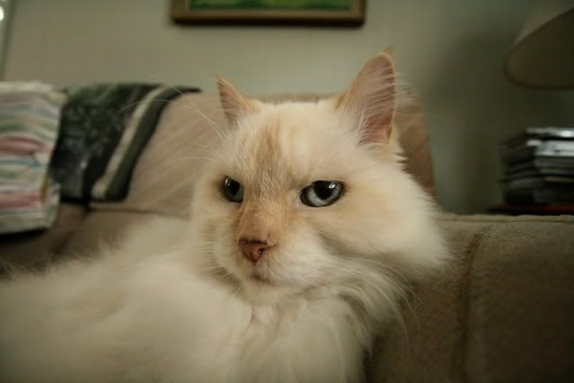 IMAGE: http://i145.photobucket.com/albums/r221/ecotton22/Cats/IMG_3542.jpg