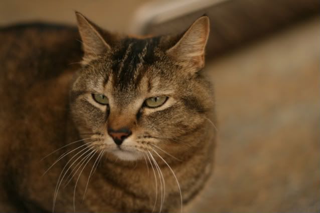 IMAGE: http://i145.photobucket.com/albums/r221/ecotton22/Cats/IMG_5829.jpg