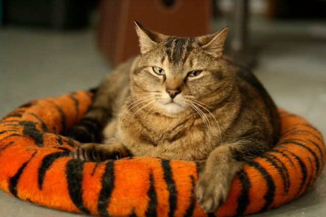 IMAGE: http://i145.photobucket.com/albums/r221/ecotton22/Cats/IMG_5835.jpg