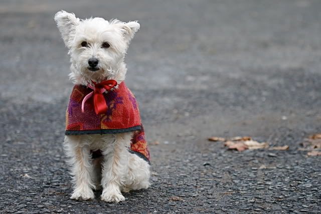 IMAGE: http://i145.photobucket.com/albums/r221/ecotton22/Dogs/IMG_5613_2-1.jpg