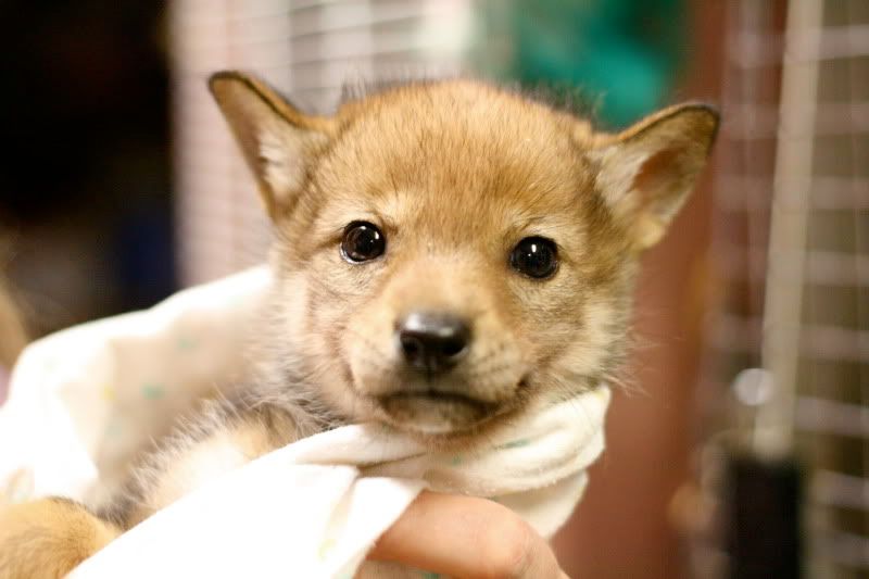 IMAGE: http://i145.photobucket.com/albums/r221/ecotton22/Dogs/IMG_6853_2.jpg